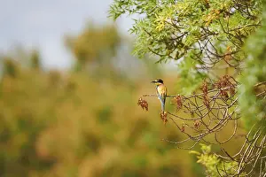 European bee-eater (Merops apiaster) sitting on a branch