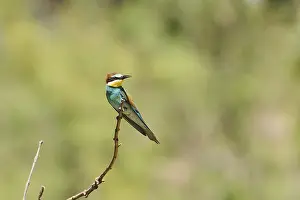 European bee-eater (Merops apiaster) sitting on a branch