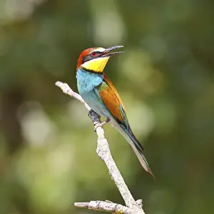 European bee-eater (Merops apiaster) sitting on a branch