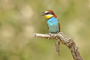 European bee-eater (Merops apiaster) sitting on a branch covered with green lichen