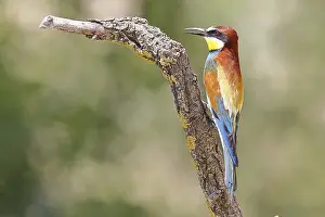 European bee-eater (Merops apiaster) sitting on a branch covered with green lichen