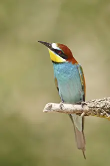 European bee-eater (Merops apiaster) sitting on a branch covered with green lichen