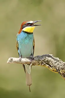European bee-eater (Merops apiaster) sitting on a branch covered with green lichen