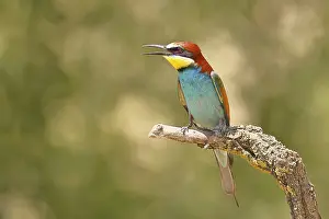 European bee-eater (Merops apiaster) sitting on a branch covered with green lichen