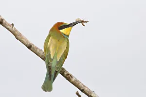 European bee-eater (Merops apiaster) Young bird with insect in its beak