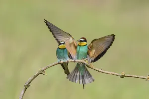 European bee-eaters (Merops apiaster)