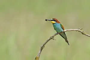 European bee-eaters (Merops apiaster)