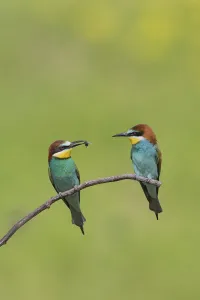 European bee-eaters (Merops apiaster)