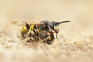 European bee wolf (Philanthus triangulum)