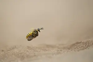 European bee wolf (Philanthus triangulum)