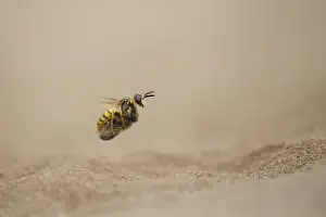 European bee wolf (Philanthus triangulum)