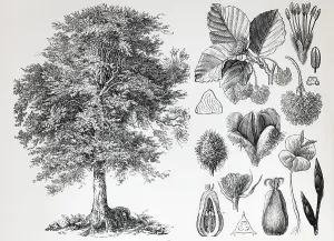 European beech (Fagus siilvatica)