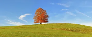European beech (Fagus sylvatica)