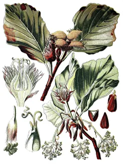 European beech (Fagus sylvatica)