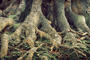 European Beech (Fagus sylvatica)