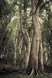 European Beech (Fagus sylvatica)
