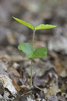 European beech (Fagus sylvatica)