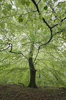 European beech (Fagus sylvatica)