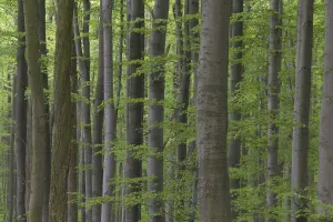 European beech (Fagus sylvatica)