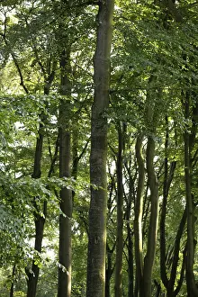 European beech (Fagus sylvatica)