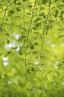 European beech (Fagus sylvatica)