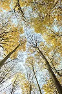 European beech (Fagus sylvatica)