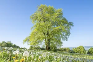 European beech (Fagus sylvatica)