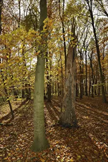 European beech (Fagus sylvatica) and dead beech in a deciduous forest in autumn