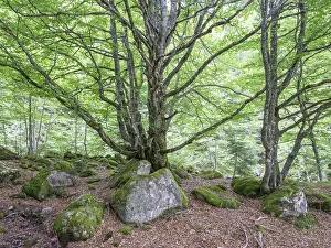 European beech (Fagus sylvatica) trees in primeval forest