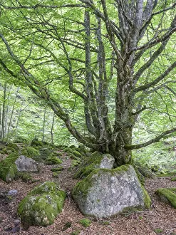 European beech (Fagus sylvatica) trees in primeval forest