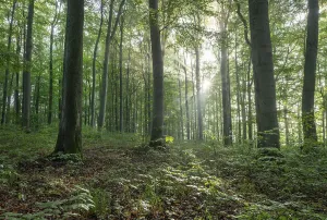 European beech forest, common beeches (Fagus sylvatica)