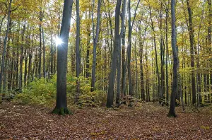 European beech forest, common beeches (Fagus sylvatica) in autumn