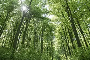 European beech forest, common beeches (Fagus sylvatica) in spring