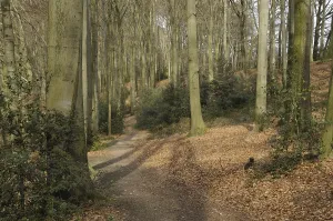 European beech, forest path (Fagus sylvatica)