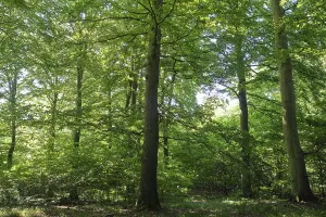 European beech forest in southern Sweden