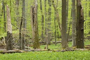 European beech forest in spring