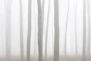 European beech trees, common beeches (Fagus sylvatica)