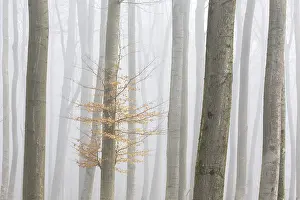 European beech trees, common beeches (Fagus sylvatica)