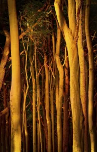 European Beeches (Fagus sylvatica)