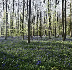 European beeches (Fagus sylvatica)
