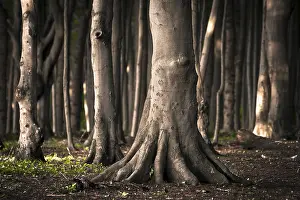 European Beeches (Fagus sylvatica) in Ghost Forest