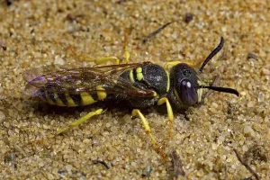 European beewolf (Philanthus triangulum), insects