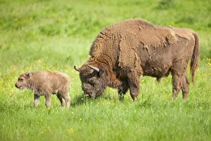European bison (Bison bonasus)
