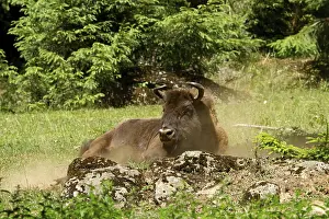 European bison (Bison bonasus)