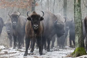 European bison (Bison bonasus) in the Borken Heath