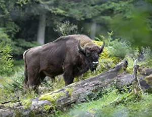 European bison (Bison bonasus) bull in near-natural habitat