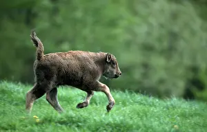 European Bison (Bison bonasus) calf