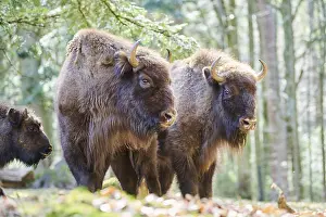 European bison (Bison bonasus) in a forest in spring