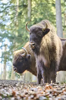 European bison (Bison bonasus) in a forest in spring