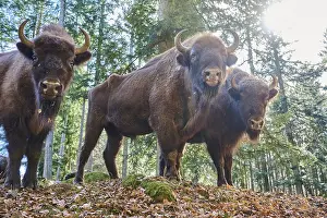 European bison (Bison bonasus) in a forest in spring